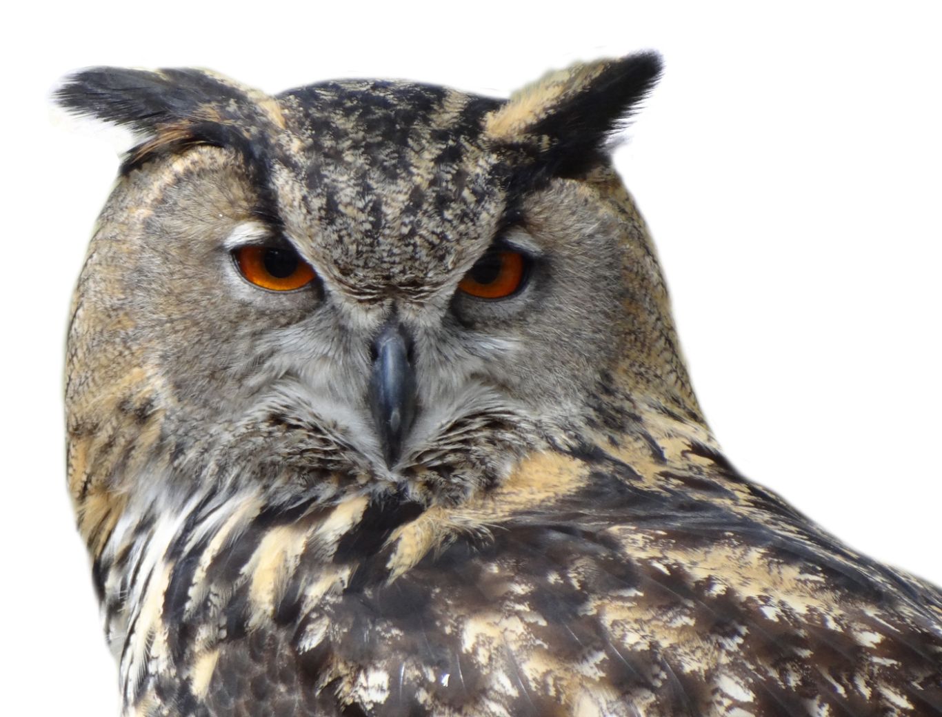 Owl PNG    图片编号:26778