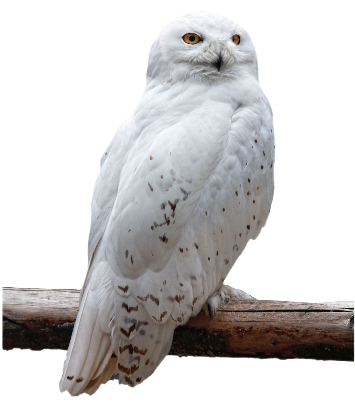 Owl PNG    图片编号:26779
