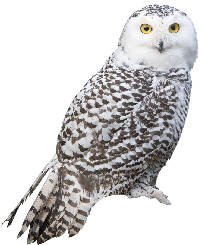 Owl PNG    图片编号:26780