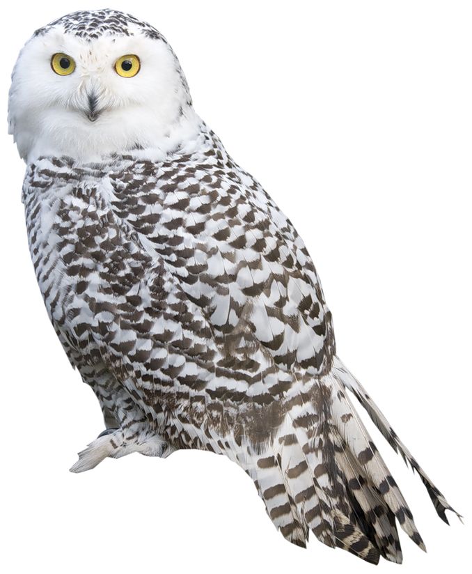 Owl PNG    图片编号:26781