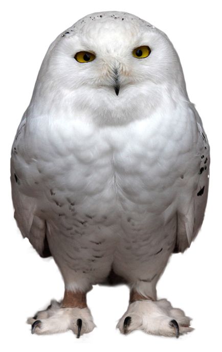 Owl PNG    图片编号:26782