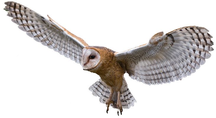 Owl PNG    图片编号:26784