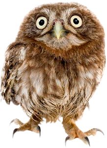 Owl PNG    图片编号:26750