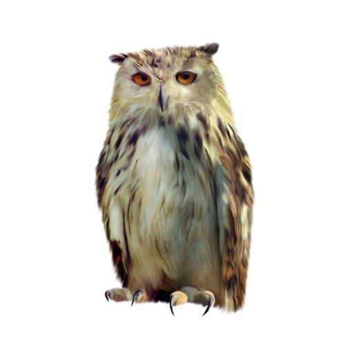 Owl PNG    图片编号:26786