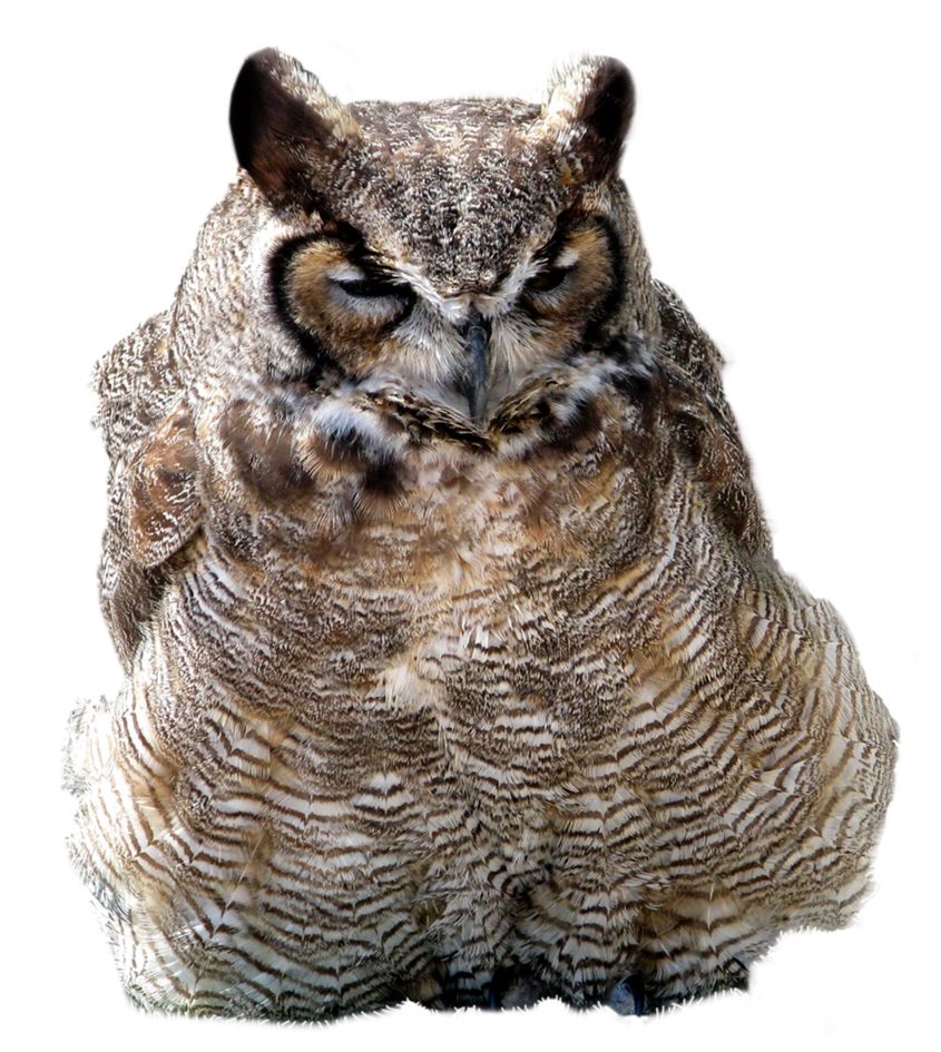 Owl PNG    图片编号:26787