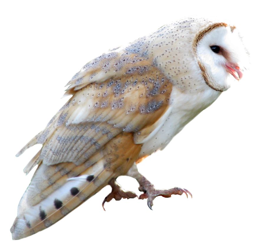 Owl PNG    图片编号:26788
