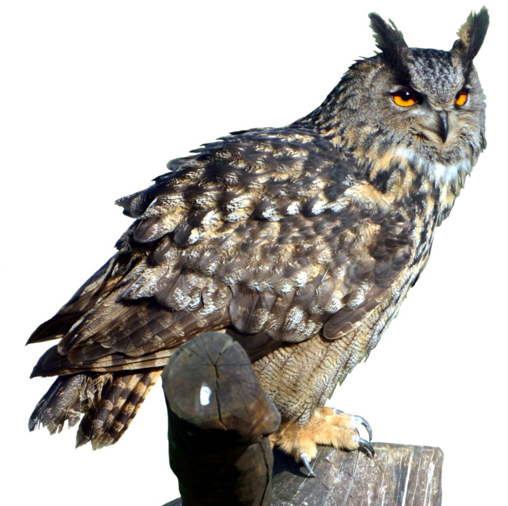 Owl PNG    图片编号:26790