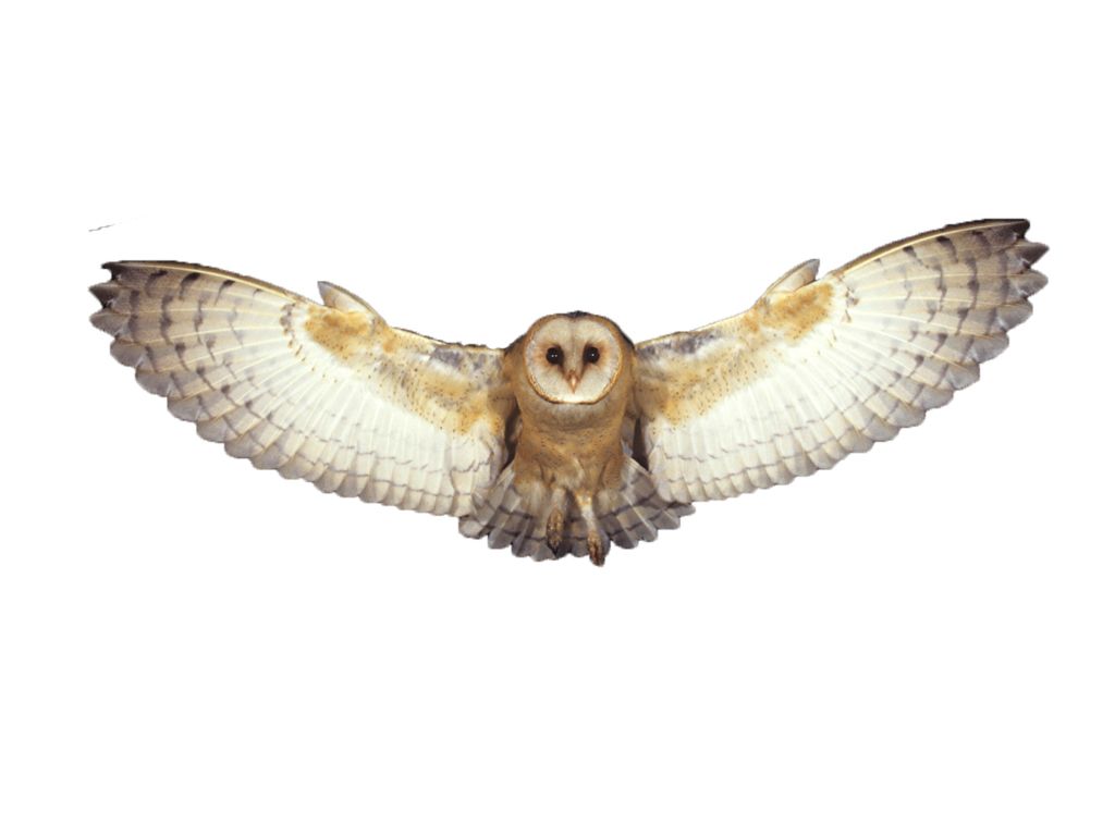 Owl PNG    图片编号:26791