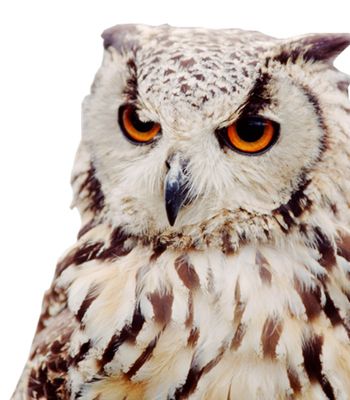 Owl PNG    图片编号:26792