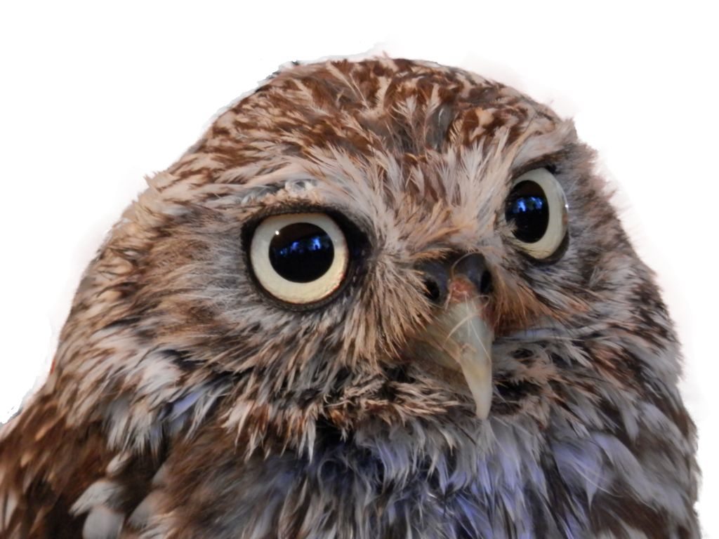 Owl PNG    图片编号:26793