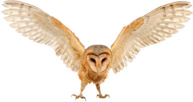 Owl PNG    图片编号:26794