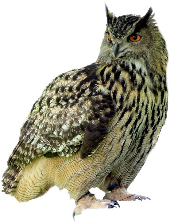 Owl PNG    图片编号:26795