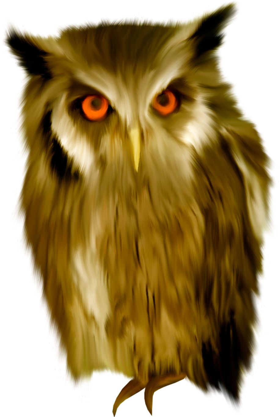Owl PNG    图片编号:26751