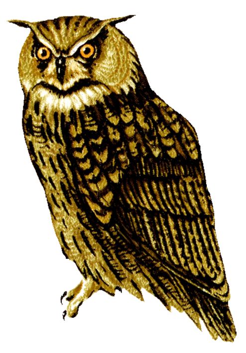 Owl PNG    图片编号:26796