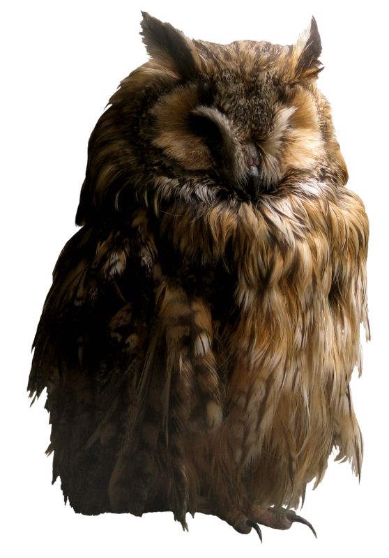 Owl PNG    图片编号:26797