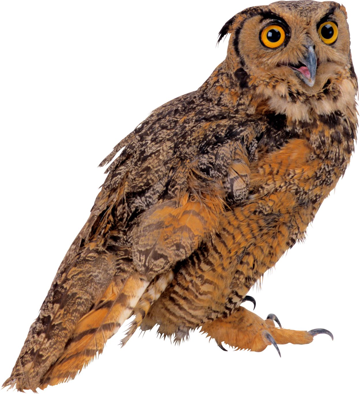 Owl PNG    图片编号:26799
