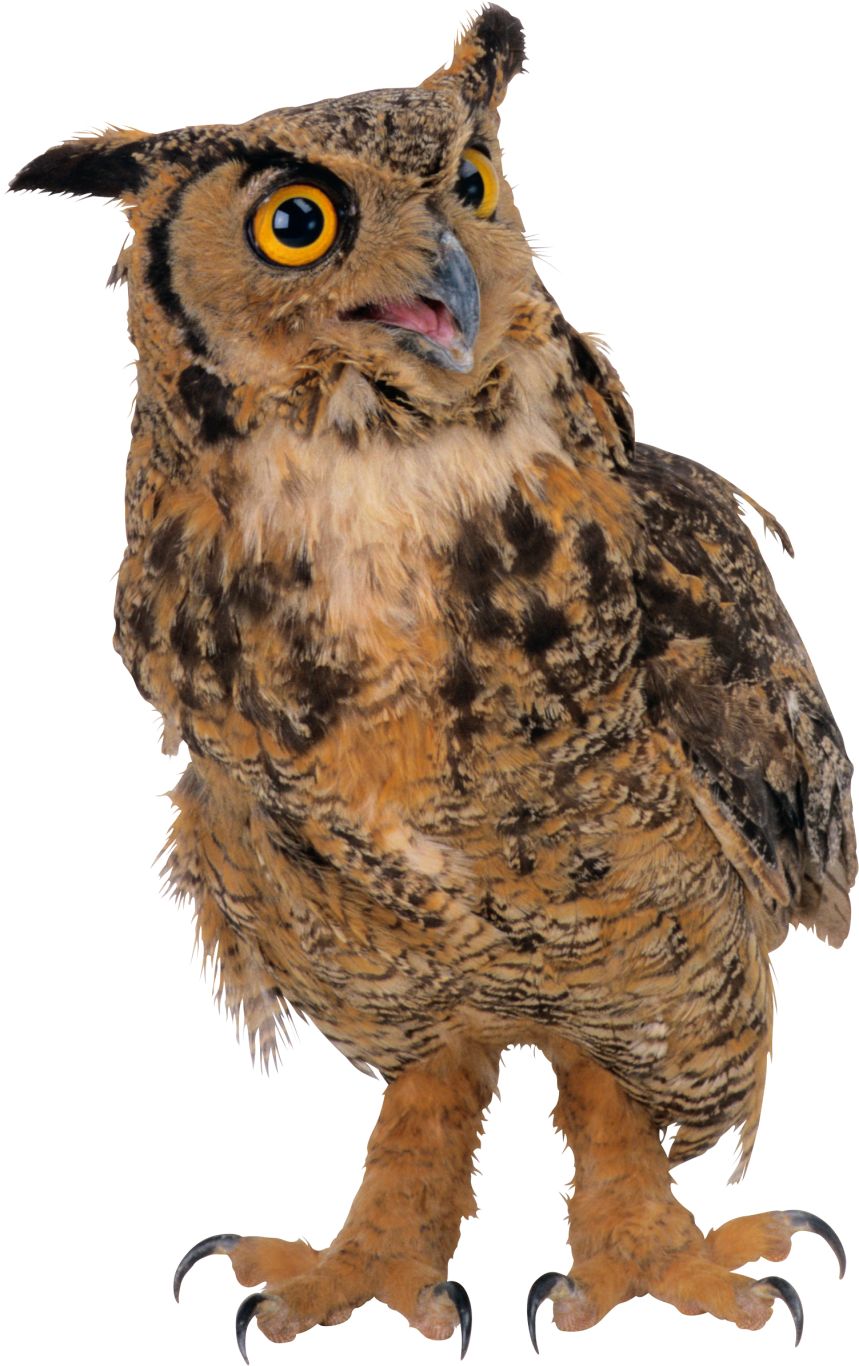 Owl PNG    图片编号:26800