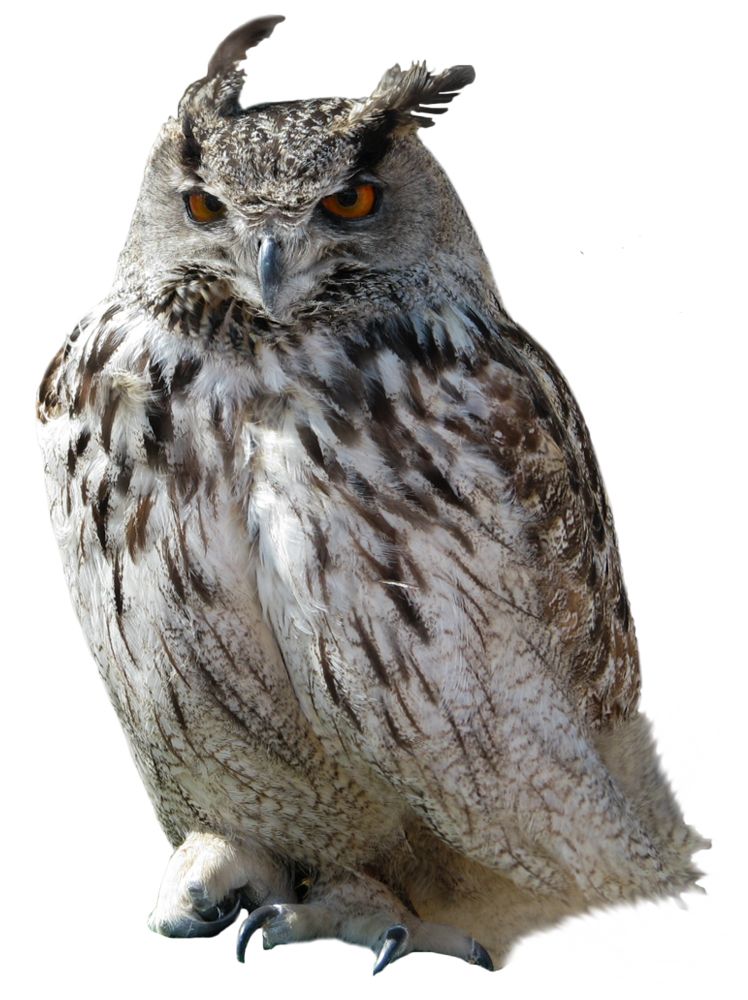 Owl PNG    图片编号:26801