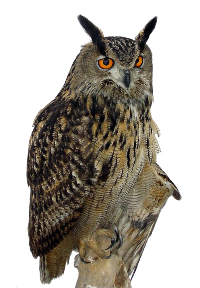Owl PNG    图片编号:26802