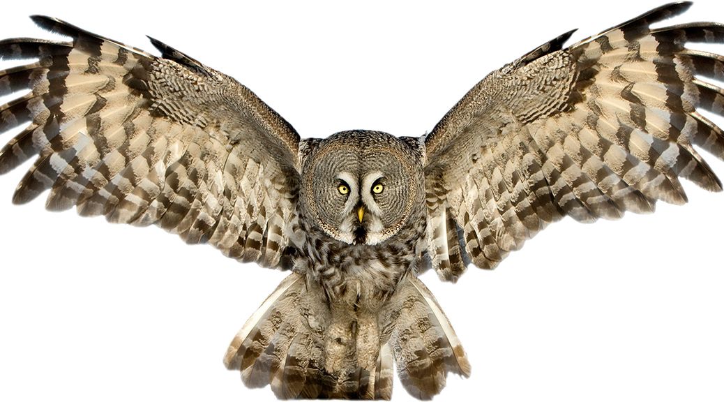 Owl PNG    图片编号:26803