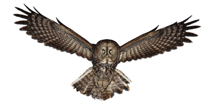 Owl PNG    图片编号:26752