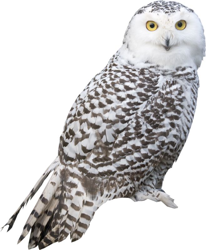 Owl PNG    图片编号:26755
