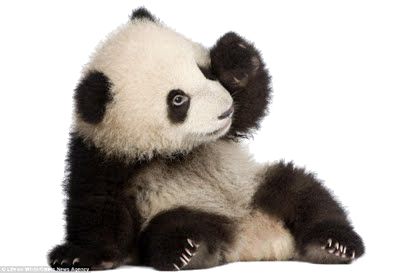 Panda PNG    图片编号:20719