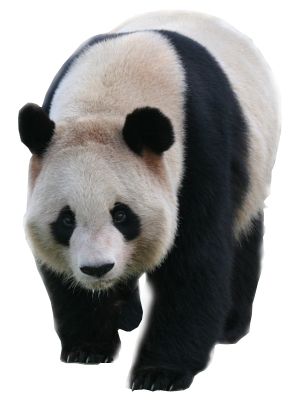 Panda PNG    图片编号:20725