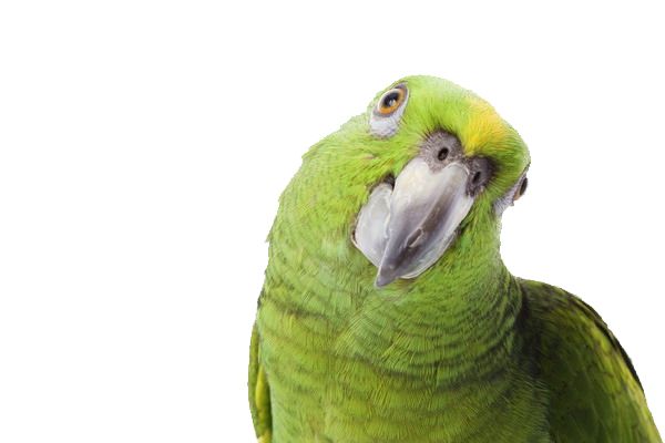 Green parrot PNG image, free download    图片编号:707
