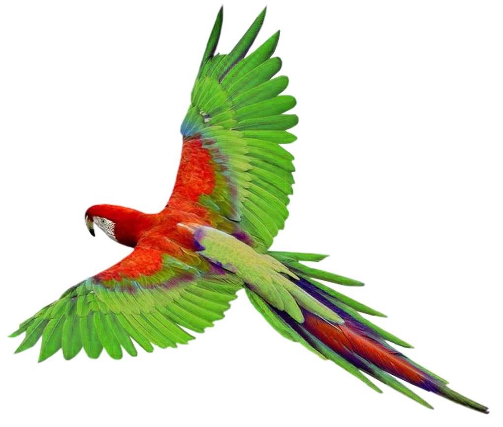 Flying green parrot PNG images, free download    图片编号:708