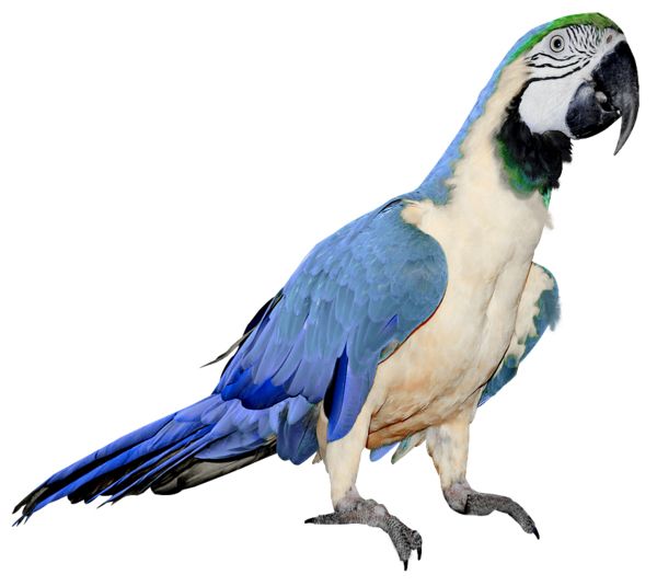 Parrot PNG images, free download    图片编号:712