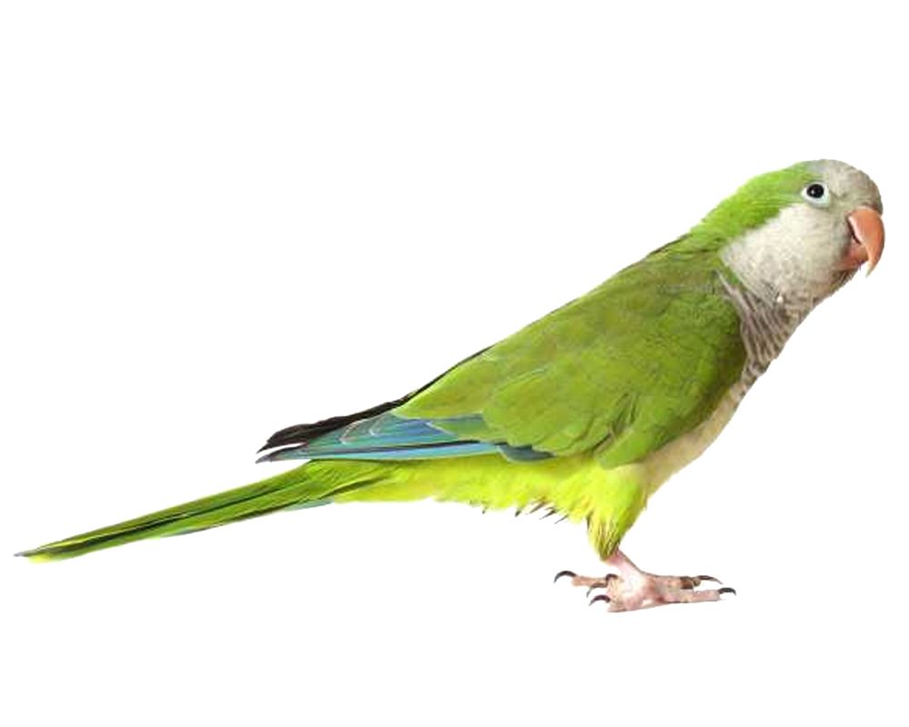 Green parrot PNG images, free download    图片编号:715