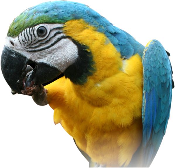 Parrot PNG images, free download    图片编号:716