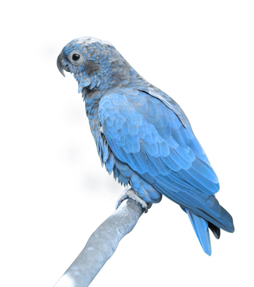 Blue parrot PNG image, free download    图片编号:717