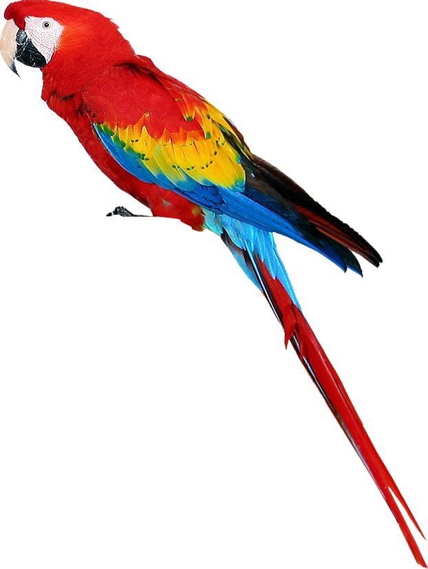 Colorful parrot PNG images, free download    图片编号:719