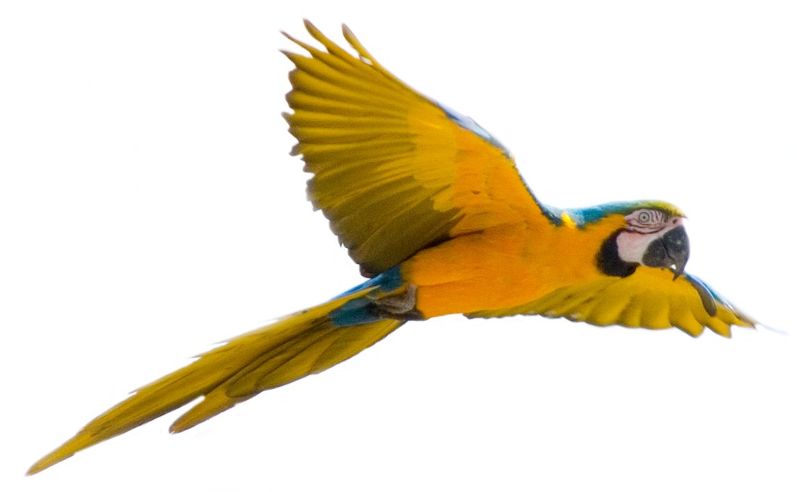 Yellow flying parrot PNG images, free download    图片编号:720