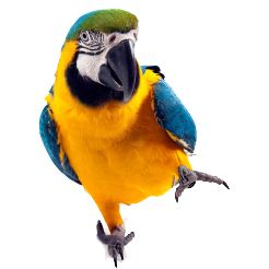 Parrot PNG images, free download    图片编号:722