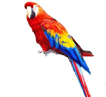 Parrot PNG images, free download    图片编号:723