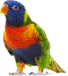 Colorful parrot PNG images, free download    图片编号:724