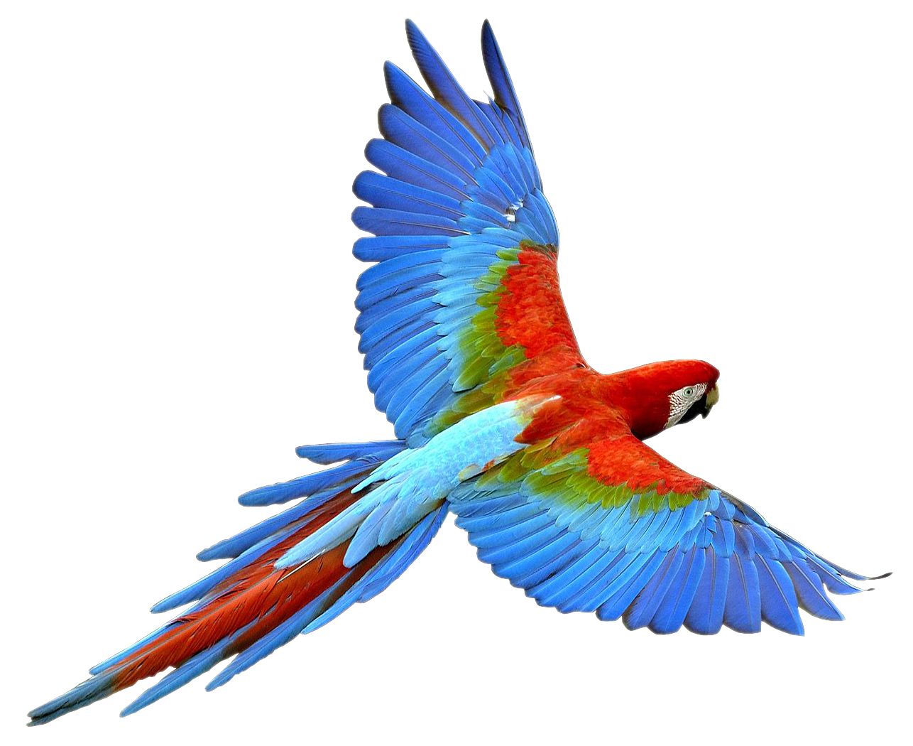 Flying parrot PNG images, free download    图片编号:725