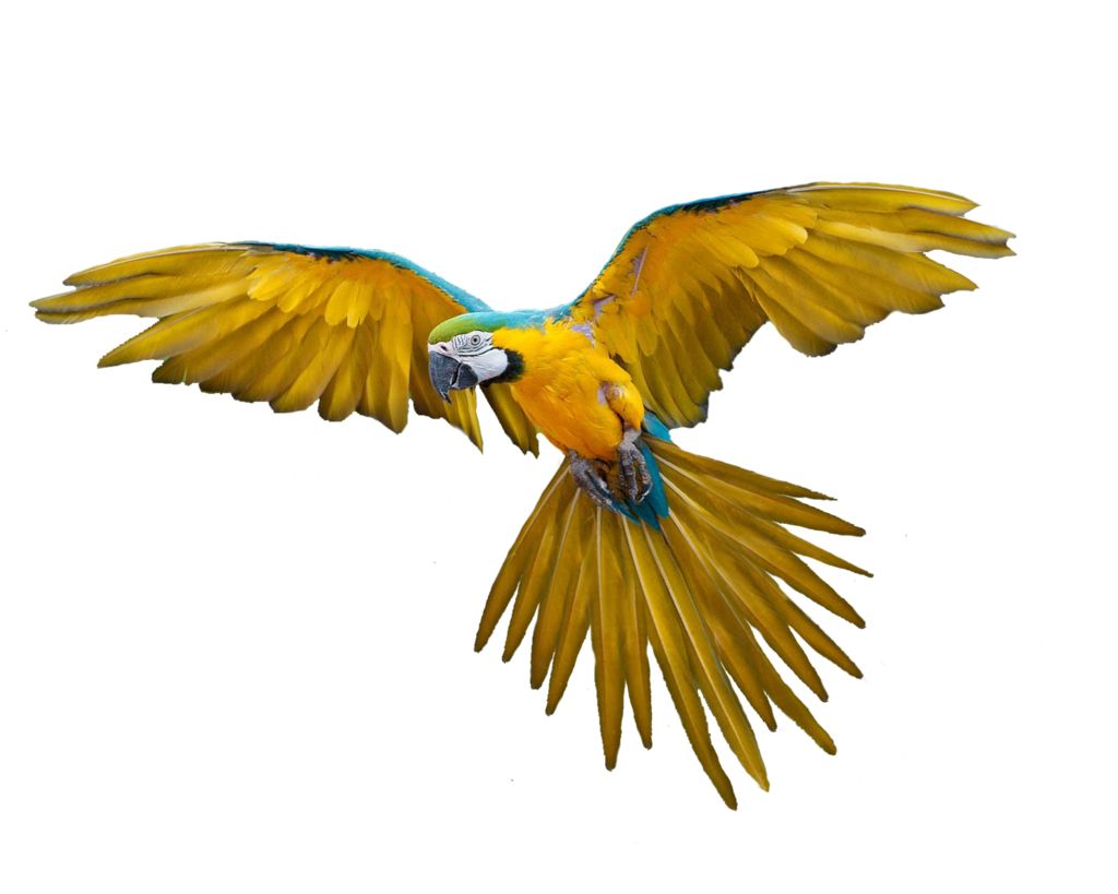 Flying parrot PNG images, free download    图片编号:726