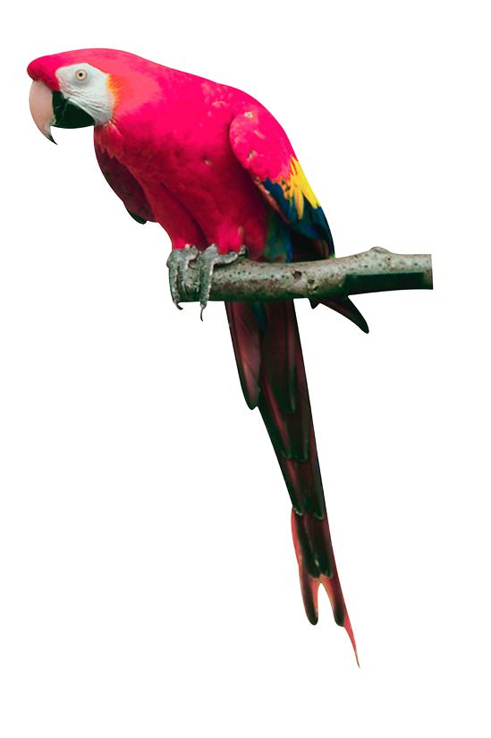 Pink parrot PNG images, free download    图片编号:727