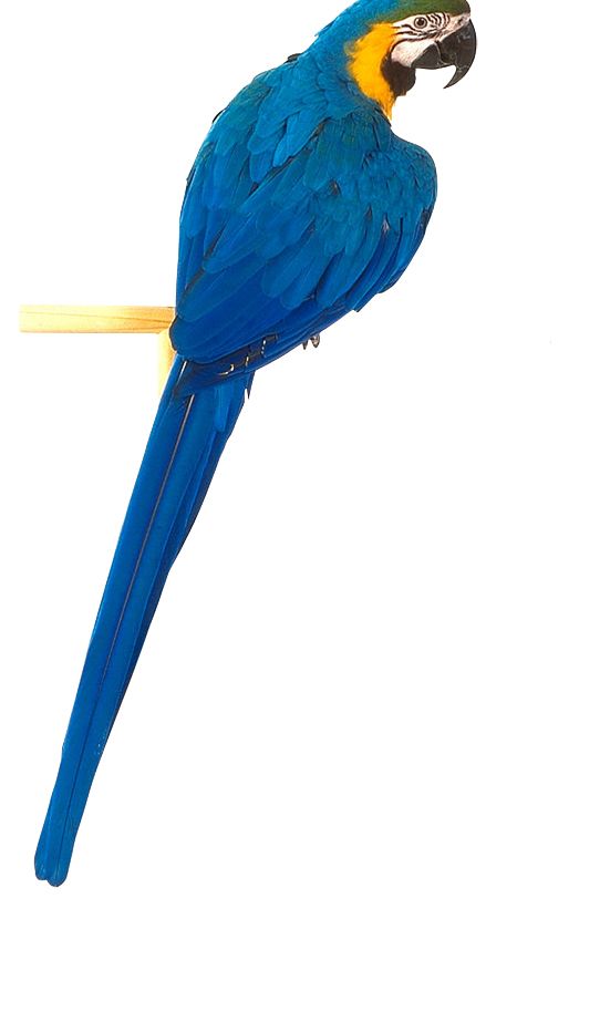 Blue parrot PNG image, free download    图片编号:728