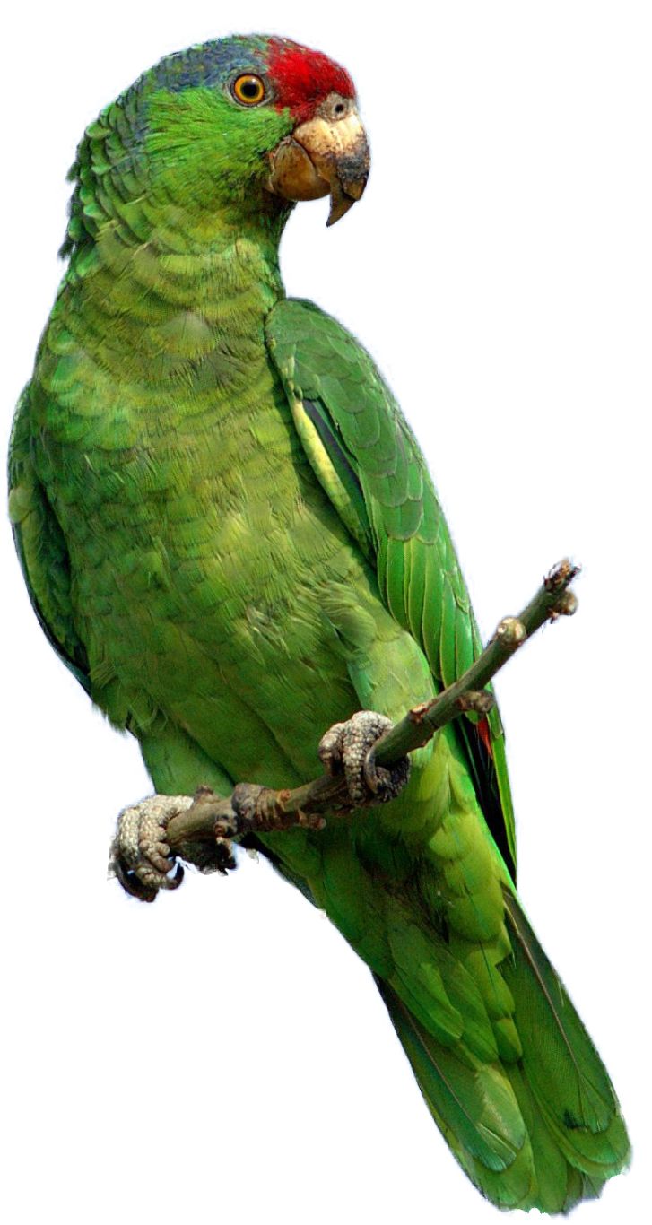 Green parrot PNG images, free download    图片编号:730