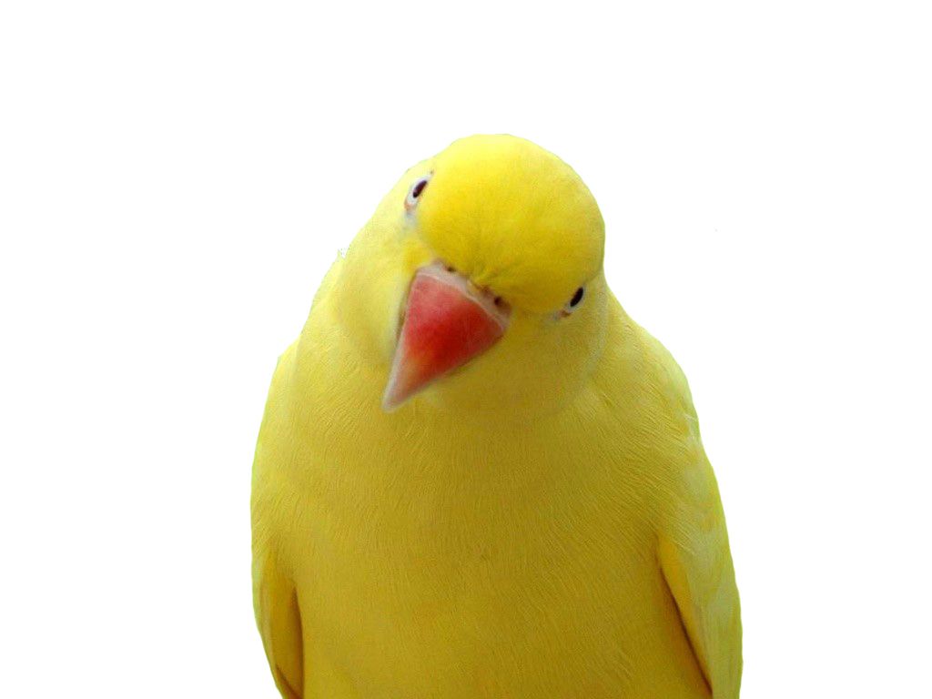 Yellow parrot PNG images, free download    图片编号:731