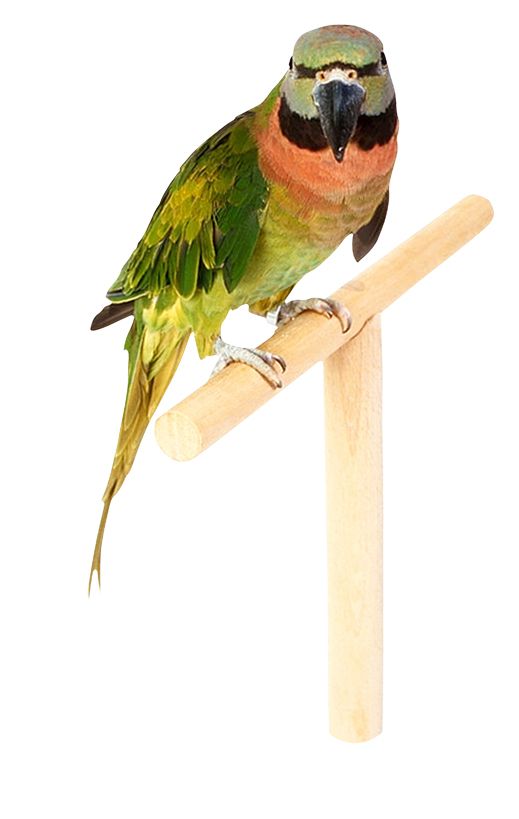 Parrot PNG image    图片编号:96545