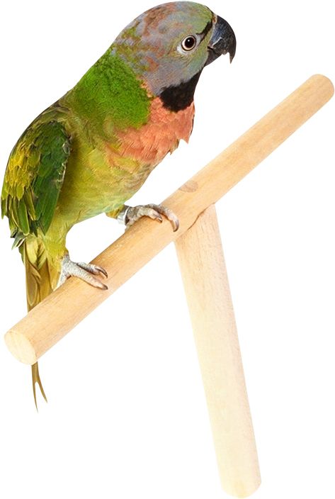Parrot PNG image    图片编号:96546