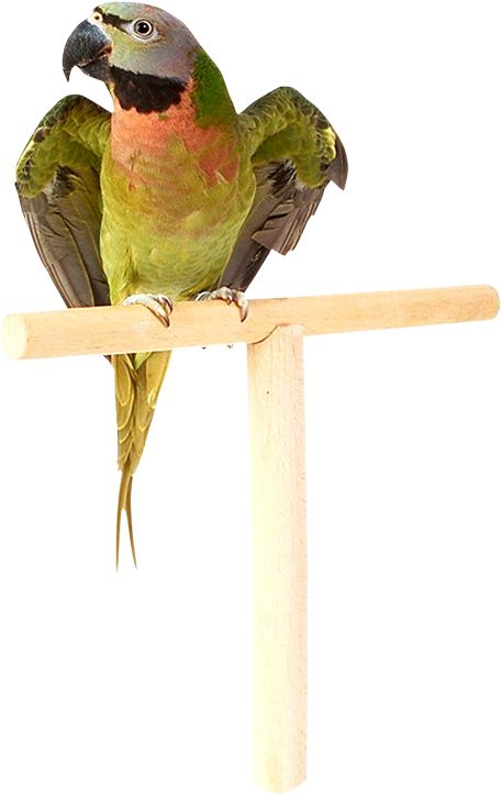 Parrot PNG image    图片编号:96548