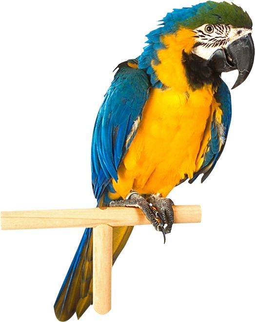 Parrot PNG image    图片编号:96549