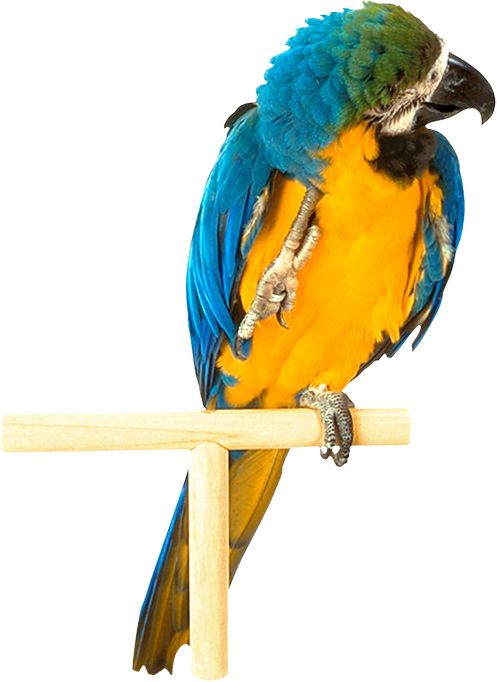 Parrot PNG image    图片编号:96550